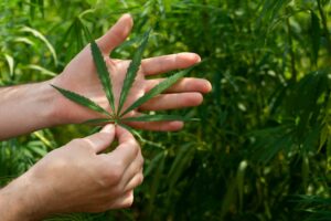 male-caucasian-hands-hold-marijuana-leaves-on-hemp-2021-09-04-08-05-06-utc